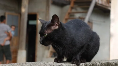 Black cat sits on a brick wall in a home farm. Closeup. 4k Video stock 105016189