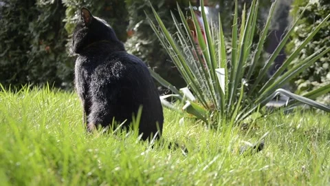 Black cat sits in green grass near Yucca bush on a sunny windy day Stock Footage 146853067