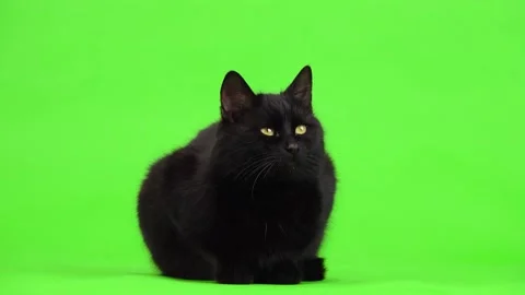 Black cat sits on a green screen and looks in different directions. studio Vidéo 171791892