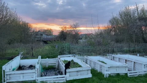 A black cat sits on high beds in the garden in spring. Stock Footage 306794607