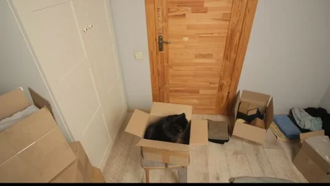 A black cat sits inside a cardboard box on a stool, surrounded by moving boxes Stock Footage 303402998