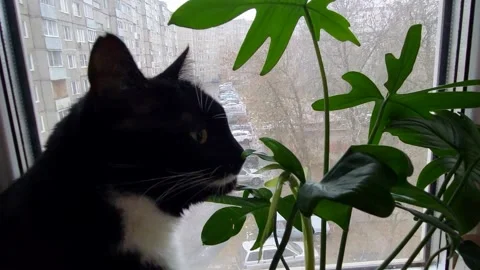 A black cat sits near the window and sniffs a green philodendron leaf Stock Footage 295691519