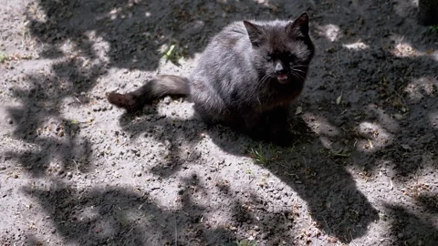 Black Cat Sits in Shade Stock Footage 293153636