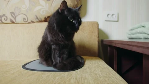 A black cat sits on the sofa and licks itself Stockbeeldmateriaal 196186857