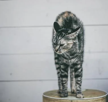 A black cat sits on a stool. close up of a friendly black cat Stock Photos
