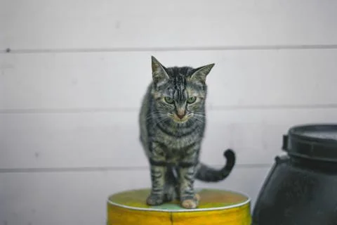 A black cat sits on a stool. close up of a friendly black cat Stock Photos