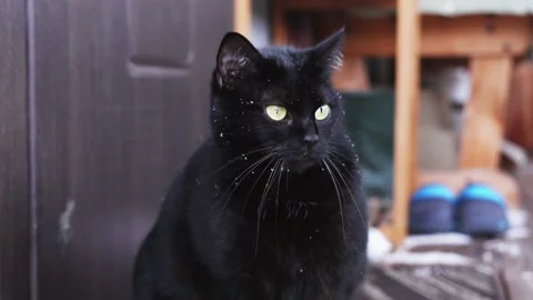 A black cat sits under the door of the house and looks carefully into the Stock Footage 148991257