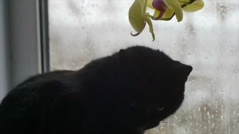 Black cat sits at window and looks at orchid flower Stock Footage 90128414