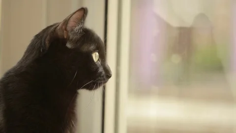 The black cat sits on the windowsill and looks out the window. Cat's profile Vídeo Stock 73681500