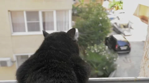 A black cat sits on the windowsill and looks out the open window Stock Footage 138591011
