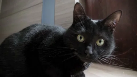 A black cat is sitting in and looking thoughtfully at the camera. Stock Footage 130542247