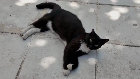 Black Cat Sitting and Looking Around Outdoors Stock Footage 341431703