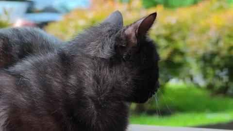 Black cat sitting and observing surroundings Stockbeeldmateriaal 308035749