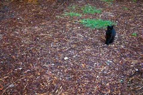 Black cat sitting on the brown background Stock Photos