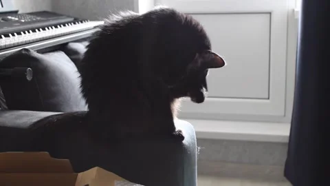 Black Cat Sitting on Chair in Front of Keyboard Stock Footage 311663857
