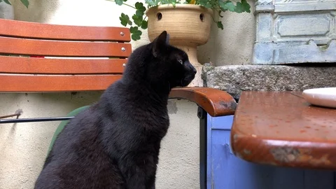 Black cat sitting on the chair at the table Stock Footage 90603509