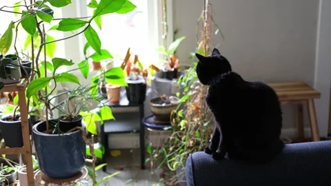 Black cat sitting on a couch arm staring out the window Stock Footage 318189640