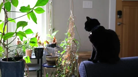 Black cat sitting on a couch arm staring out the window Stock-Footage 318189645