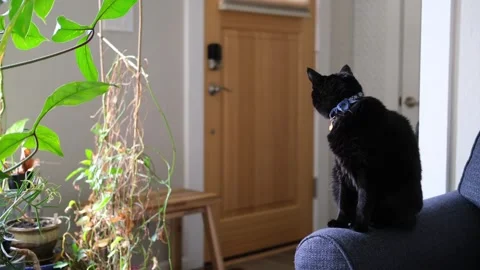 Black cat sitting on a couch arm staring out the window Stock-Footage 318189648