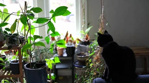 Black cat sitting on a couch arm staring out the window Stock-Footage 318189649
