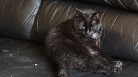 Black Cat, sitting on couch Stock Footage 80061092