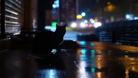 Black cat sitting at dark sidewalk, run away. City traffic, car lights blurred Stock Footage 83514898