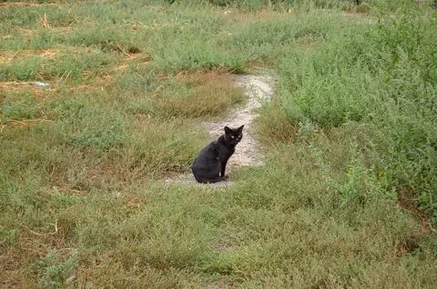 Black cat sitting on a dirt path in a field of green weeds-and-dry grass Stock Photos