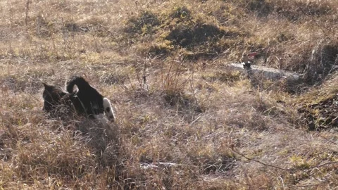 Black cat sitting in dry grass and looking away. Stock Footage 330719832