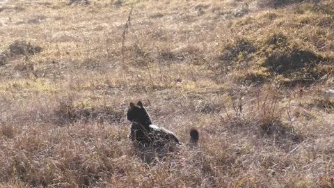 Black cat sitting in dry grass and looking away. Stock Footage 330719839