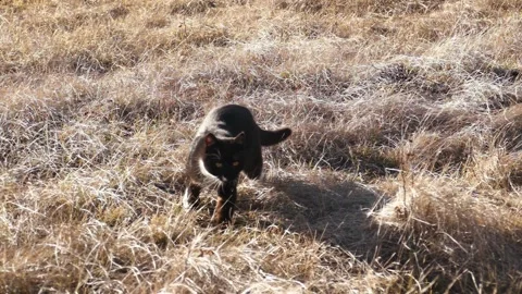 Black cat sitting in dry grass and looking away. Stock Footage 330719865