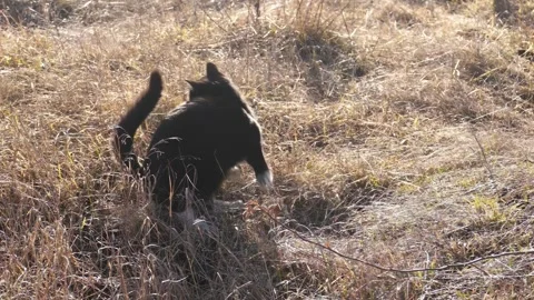 Black cat sitting in dry grass and looking away. Stock Footage 330719887