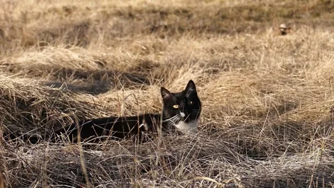 Black cat sitting in dry grass and looking away. Stock Footage 330719903