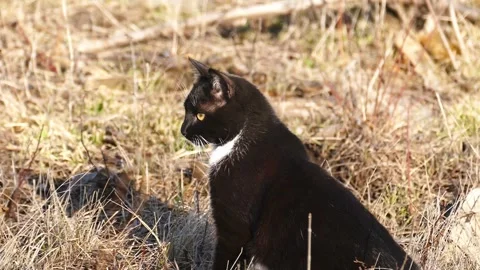 Black cat sitting in dry grass and looking away. Stock Footage 330719954