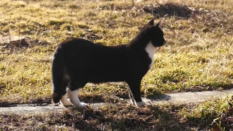 Black cat sitting in dry grass and looking away. Stock Footage 330719984