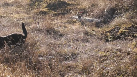 Black cat sitting in dry grass and looking away. Stock Footage 330719990