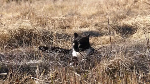 Black cat sitting in dry grass and looking away. Stock Footage 330720032