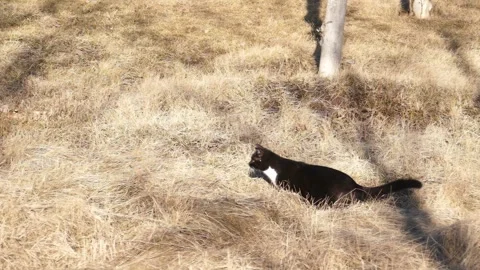 Black cat sitting in dry grass and looking away. Stock Footage 330720065
