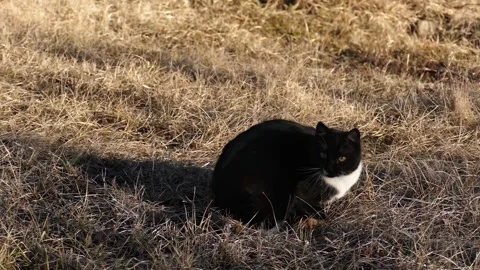 Black cat sitting in dry grass and looking away. Stock Footage 330720078