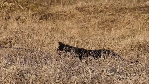 Black cat sitting in dry grass and looking away. Stock Footage 330720138