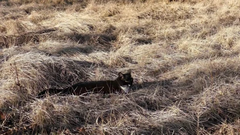 Black cat sitting in dry grass and looking away. Stock Footage 330720185
