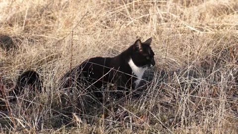 Black cat sitting in dry grass and looking away. Stock Footage 330720212