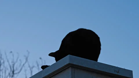 Black cat sitting on edge of building roof at dusk Stock Footage 327304403