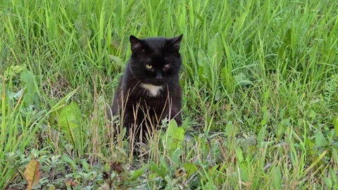 A black cat sitting in a field of tall grass Stockbeeldmateriaal 344796842