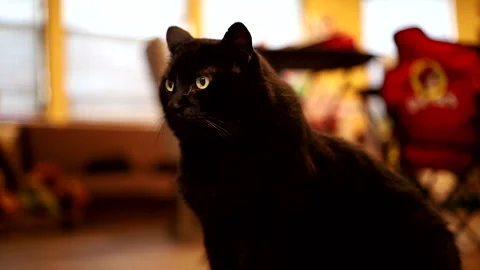 Black cat sitting on the floor, looking around Stock Footage 320466247