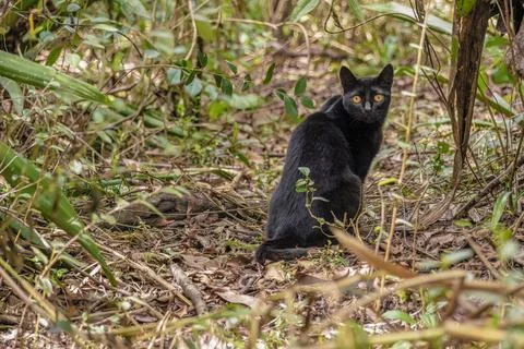 A black cat sitting in a forest, looking at the camera, in a farm the eastern Stock Photos