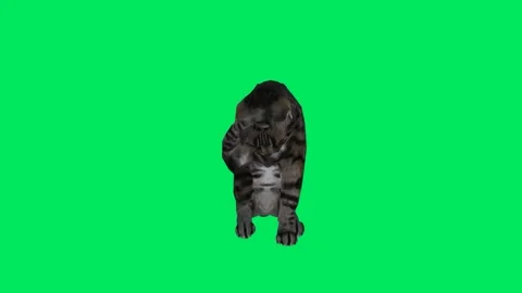 Black cat sitting from front angle Stock-Footage 246730715