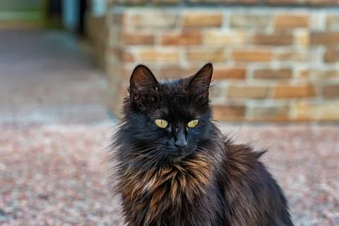 Black cat sitting in front of a brick wall Stock Photos