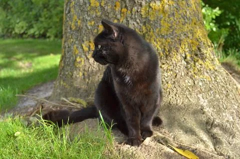 Black cat sitting in front of tree Stock-Fotos