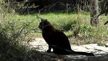 Black cat sitting in a garden Stock Footage 86029148