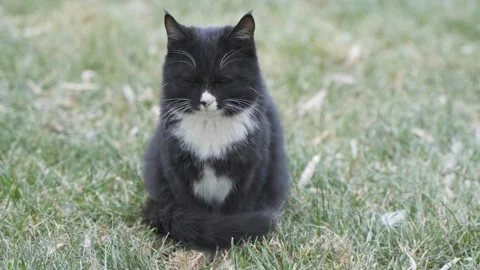 The black cat is sitting on the grass and the orange cat is walking by Stock Footage 261783919
